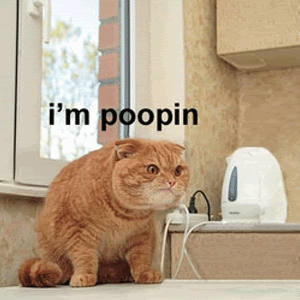 th_poopincat.gif